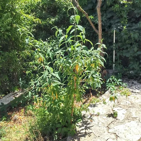 Holiday home Maison De Charme A Avec Jardin Et Vue Montagne *